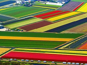Голландия — страна цветов и цветоводов | Ярмарка Мастеров - ручная работа, handmade