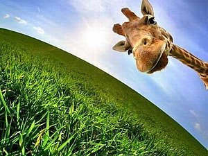 ������ ����� ��������! | ������� �������� - ������ ������, handmade