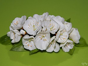 Веточка цветущей вишни из холодного фарфора, handmade