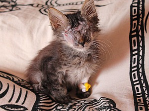 Благотворительная акция для безглазого маленького котика! | Ярмарка Мастеров - ручная работа, handmade