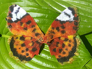 Крылья бабочки. Клеенный фетр, handmade