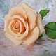 Роза нежно-абрикосового цвета