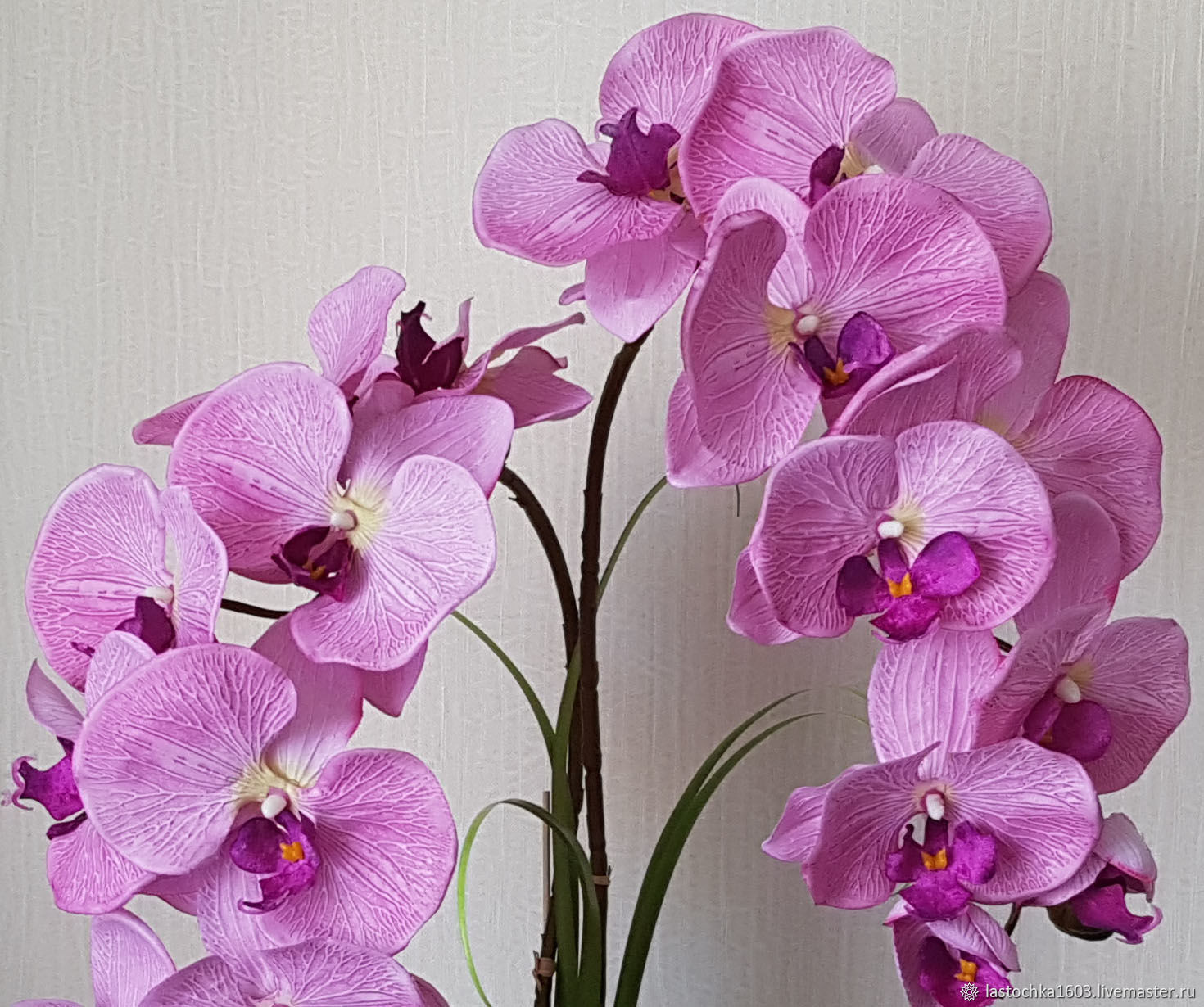 Орхидея Фаленопсис Купить В Самаре Где