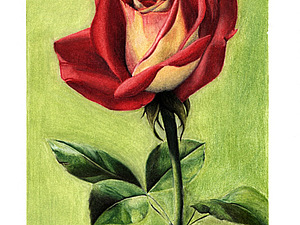 Учимся рисовать красивую розу: инструкции для юных художников