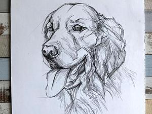 Собака дворняга рисунок карандашом