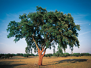 Экокожа: пробковое дерево и изделия из него