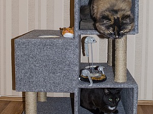 Как выбрать безопасный домик для кошки | Hill's