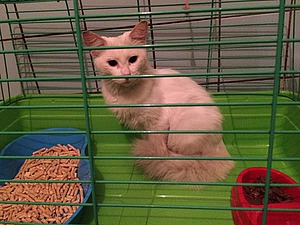 помощь кошкекошка ищет дом помощь кошке