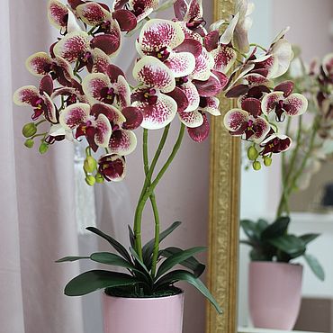 Виды орхидей в горшках. Фотоподборка и названия. ТОП-5