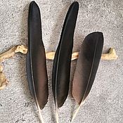 Перо орла беркута  с повреждениями 53,2 см