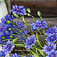 Cornflower oil painting 'Summer calico outfit' still life. Pictures. yuliabogun. Online shopping on My Livemaster.  Фото №2