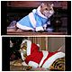 Christmas costume for cats and dogs, Accessories for Pets, St. Petersburg,  Фото №1