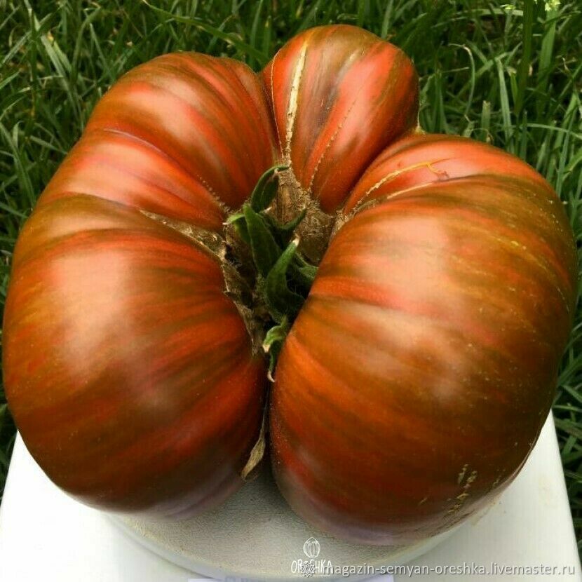 Томат Деревья нижней полосы семена 10 шт купить в интернет-магазине ...