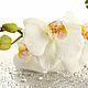 "White orchid" Духи ручной работы. Духи. Solar Soap. Ярмарка Мастеров.  Фото №5
