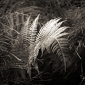 Картины и панно handmade. Livemaster - original item Black and white photo, Nature, Fern, Forest Triptych. Handmade.