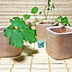 Concrete pots for cacti and succulents. In stock. Pots. lyunaz (lyunaz). Online shopping on My Livemaster.  Фото №2