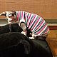 Clothing for cats 't-Shirt Stripes'. Pet clothes. Happy-sphynx. Online shopping on My Livemaster.  Фото №2