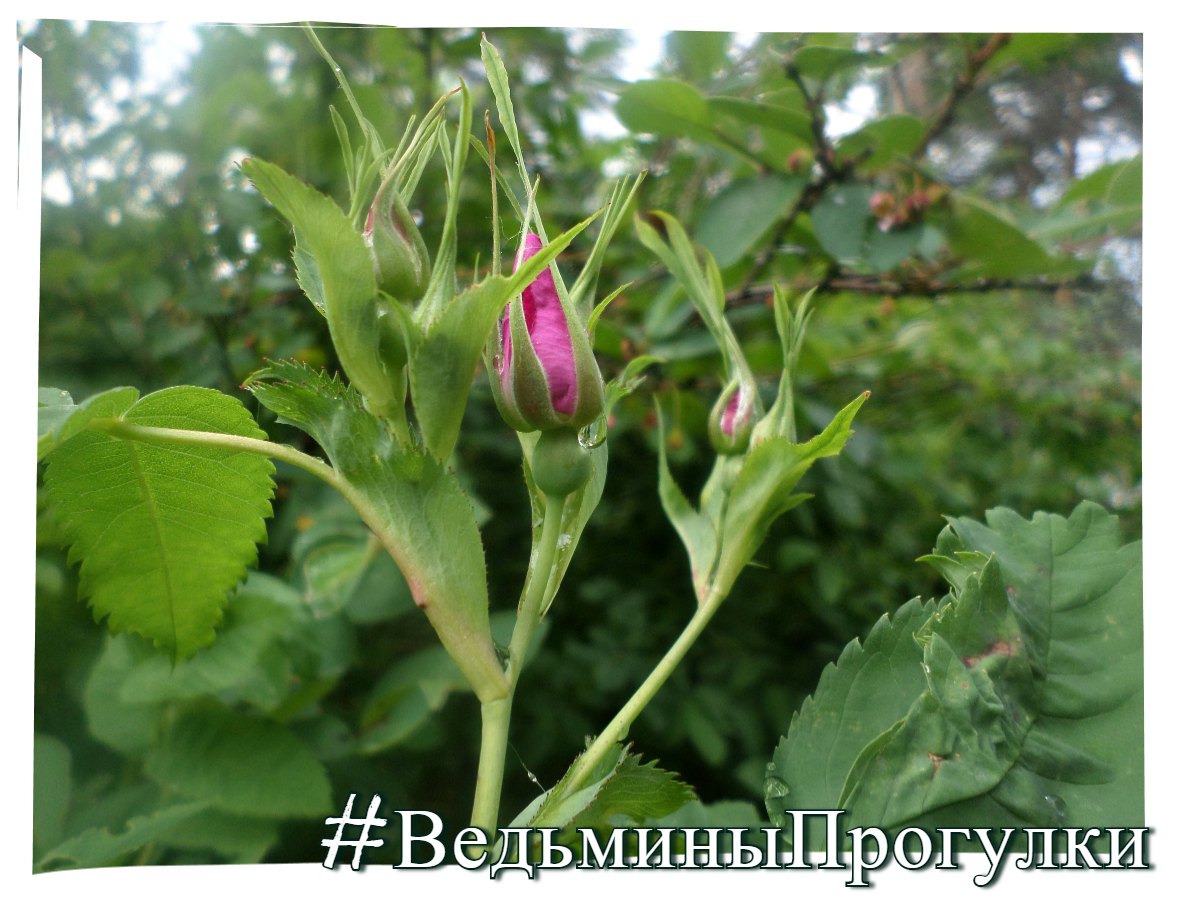 Серия открыток 'Ведьмины прогулки'.