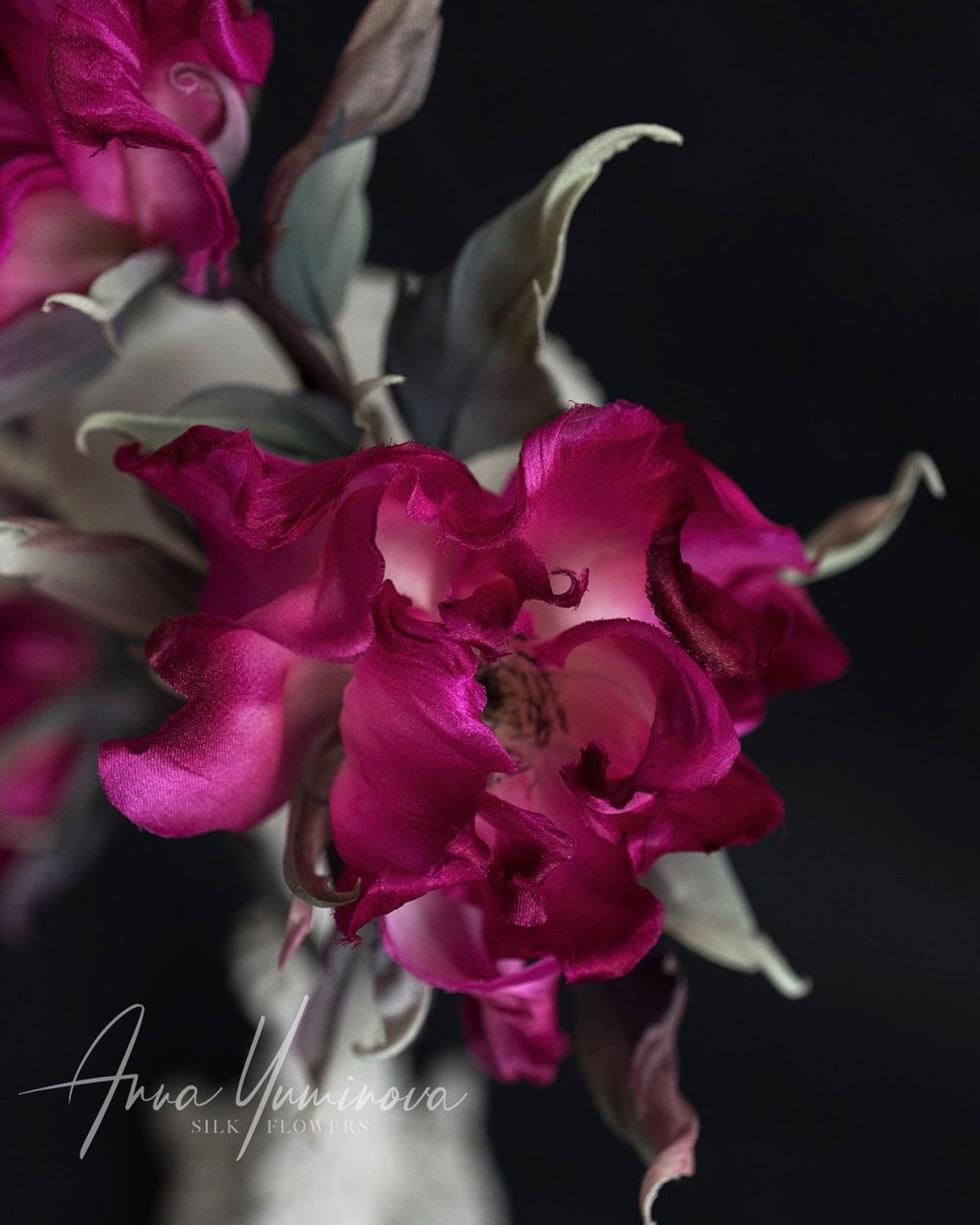 Цветок Лаватера: как выращивать Дикую розу