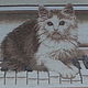 painting 'cat musician', Pictures, Velikiy Novgorod,  Фото №1