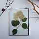 Herbarium with the hydrangea in stock. Composition. Julivani. Online shopping on My Livemaster.  Фото №2