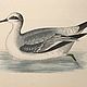 Винтаж: 1855 GREY PHALAROPE Старинная гравюра в деревянной раме из Европы. Картины винтажные. VERY GOOD DAY. Ярмарка Мастеров.  Фото №5