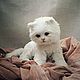 Teddy Animals: white kitten. Teddy Toys. Teddybeasts. My Livemaster. Фото №4