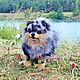 Pomeranian. Cute dog Teddy. Soft toy pomeranian, Teddy Toys, Kamensk-Uralsky,  Фото №1