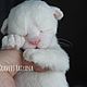 Soft toys: Newborn kitten, Stuffed Toys, Kuragino,  Фото №1