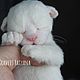  Новорожденный котенок, Мягкие игрушки, Курагино,  Фото №1
