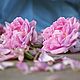 Los espíritus: ' Rosa damascena ' perfume de autor. Perfume. Soaphand-made. Ярмарка Мастеров.  Фото №6