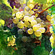 watercolor Sunny grapes
