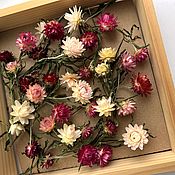 Сухоцветы плоский гербарий клевер цветы с листьями набором