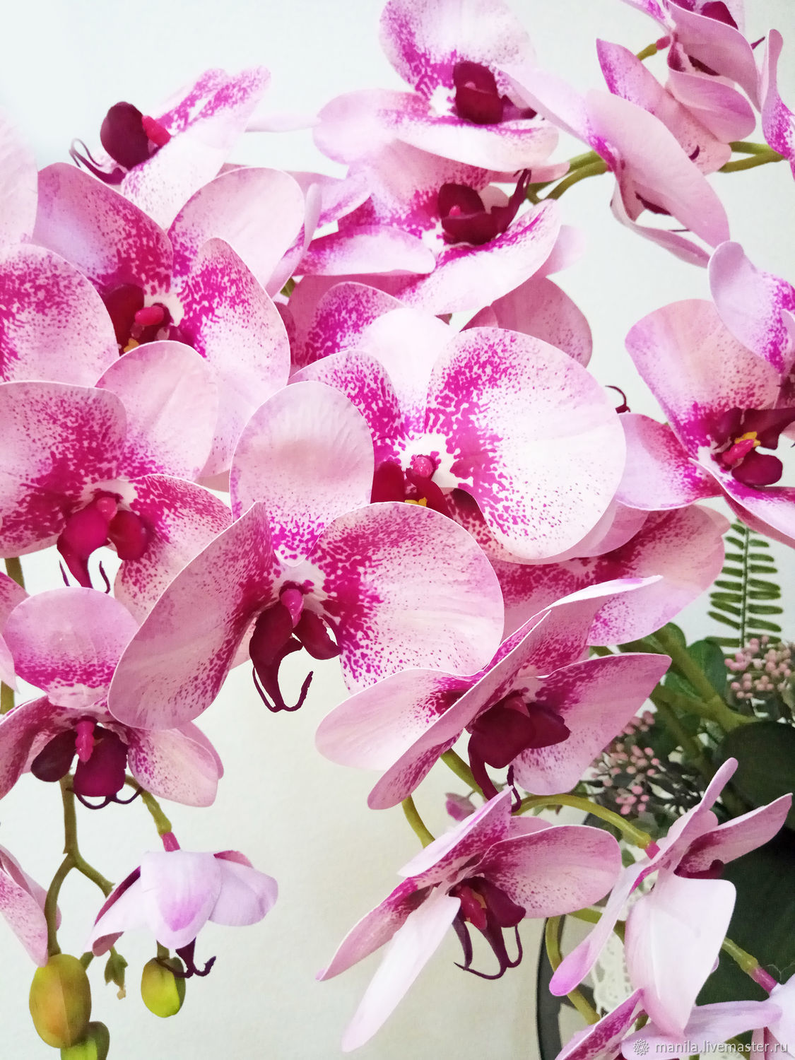 Орхидея day tripper фото и описание