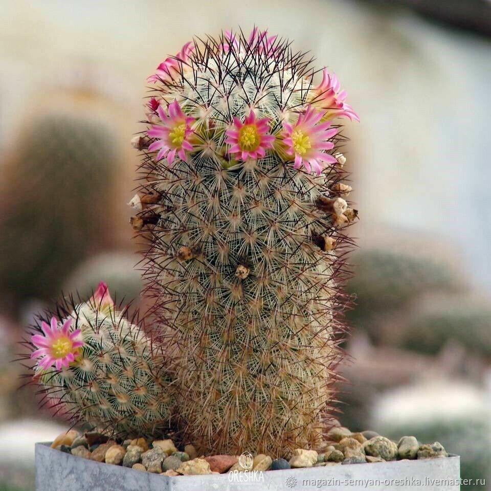 Суккулент Кактус Mammillaria microchelia ML-285 семена 10 ШТ купить в ...