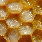 Мед: Перга пчелиная с мёдом (цена за 100 грамм)