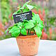 Pot with artificial basil, Composition, Azov,  Фото №1