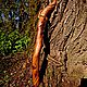 Флейта Индейцев Пимак (D/Low) ~ Древний Дракон/Native American Flute D, Флейты, Минск,  Фото №1