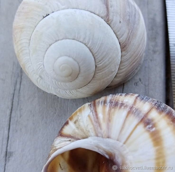 Раковины виноградной улитки купить в интернет-магазине Ярмарка Мастеров ...