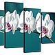 White orchids on turquoise background, Pictures, St. Petersburg,  Фото №1