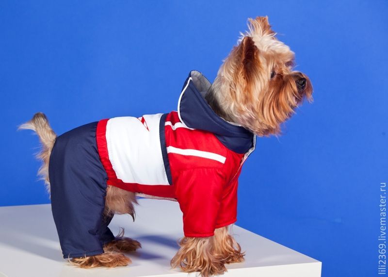 10 Best Practices For одежда для собак