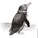 Картина Пингвинчик, птица темно-серый черный белый серый графика. Картины. Юлия Рустамьян (Julrust). Интернет-магазин Ярмарка Мастеров.  Фото №2