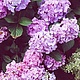 Заказать Фиолетовые серебряные серьги с подвесками из аметиста. Mashuta_jewelry. Ярмарка Мастеров. . Серьги классические Фото №3