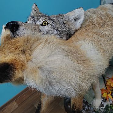 Чучело лисы купить в Москве в студии таксидермии Трофеи России