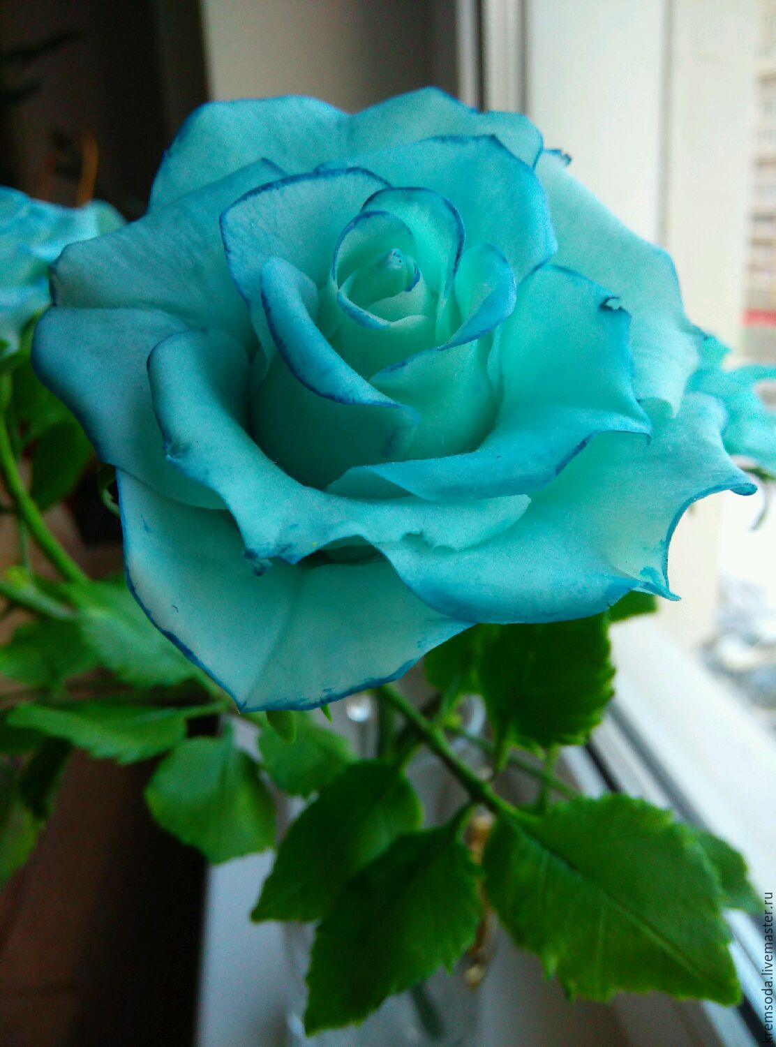 Сорта синих роз