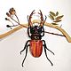 Жук Рогач или жук Олень. Lucanus cervus (фигурка). Статуэтки. Букашки. Ярмарка Мастеров.  Фото №6