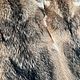 Шкура волка. Ковры. Николай (Russian-wolf). Ярмарка Мастеров.  Фото №7