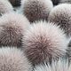 POM-poms: Arctic Fox cappuccino. Pompons. beanie hand made for your favorite. My Livemaster. Фото №4