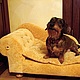 Couch for dog or cat
