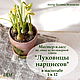 MK daffodil Bulbs in 1k12 scale, Courses and workshops, Troitsk,  Фото №1